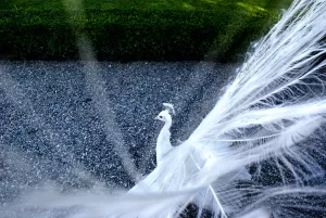 Pavone Bianco in Giardino Un pavone bianco che espande la sua coda piumata in un giardino