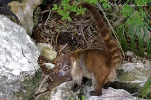 Coati nel suo ambiente naturale Coati in un habitat naturale circondato da rocce e vegetazione florida