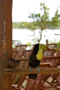 Tucano nel suo habitat naturale Un tucano colorato su un ramo con uno sfondo naturale di un'area relax