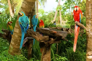 Pappagalli tropicali vibranti Gruppo di pappagalli colorati su rami in un ambiente tropicale lussureggiante