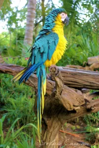 Un pappagallo blu e giallo posato su un ramo in un ambiente naturale