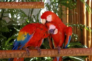 Due pappagalli ara rossi si baciano su un ramo circondati da piante verdi