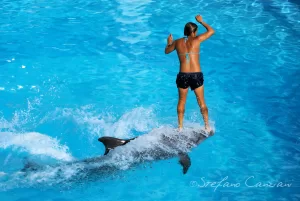 Pura adrenalina Donna che cavalca un delfino in una piscina blu durante una performance acquatica
