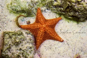 Stella marina arancione su fondale sabbioso con rocce