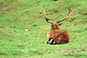 Cervo maschio con corna in un pascolo verde, relax in natura