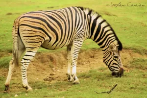 Una zebra che pascola su un prato verde in un ambiente naturale