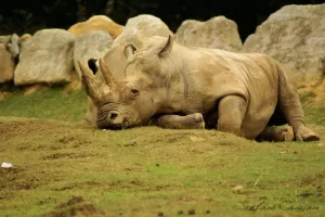Rinoceronte sdraiato sull'erba in un ambiente naturale con rocce sullo sfondo