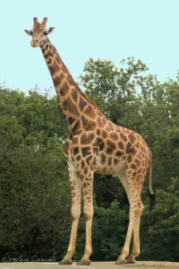 Una giraffa alta con macchie distintive in un ambiente naturale verde.