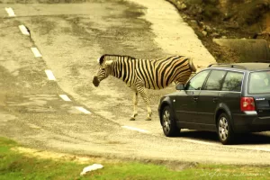 Una zebra attraversa una strada vicino a un'auto in un ambiente naturale