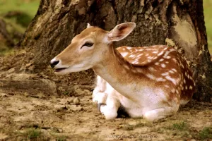Una giovane cerbiatta sdraiata accanto a un albero, con macchie bianche sul suo pelo marrone