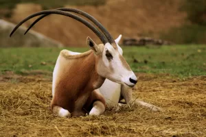 Antilope di addax in riposo Antilope di addax sdraiata su lettiera di fieno in un ambiente naturale