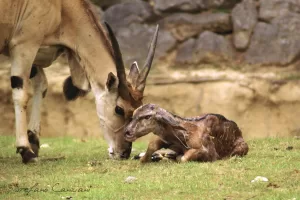 Antilope adulta che nuzza delicatamente il suo cucciolo appena nato, disteso sull’erba con il pelo ancora umido, in un ambiente naturale con muro di pietra sullo sfondo.