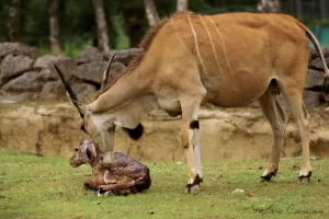 Antilope adulta accanto al suo cucciolo appena nato, disteso sull’erba con il pelo ancora umido, in un ambiente erboso con muro di pietra e alberi sullo sfondo.