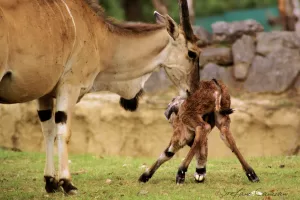 Antilope adulta, probabilmente un eland, che nuzza il suo cucciolo appena nato, ancora bagnato e in difficoltà nel tentativo di alzarsi, su un prato con muro di pietra e rocce sullo sfondo.