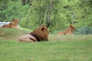 Tre leoni che riposano su un prato verde in un ambiente naturale