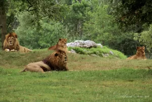 Leoni in relax nella natura Gruppo di leoni che riposano su un prato verde in un ambiente naturale