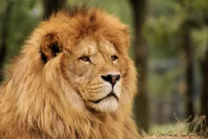 Immagine di un leone con criniera folta in un ambiente naturale