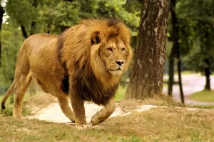 Un leone maschio con una folta criniera cammina in un ambiente naturale