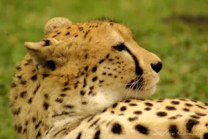 Cheetah che si riposa, mostrando il suo profilo distintivo e macchie uniche sul pelo