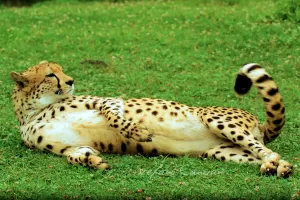 Ghepardo sdraiato sull'erba verde, con pelliccia maculata e atteggiamento rilassato