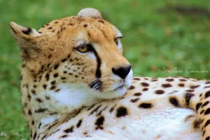 Ghepardo nel suo habitat naturale, rilassato su un prato verde con dettagli sul pelo