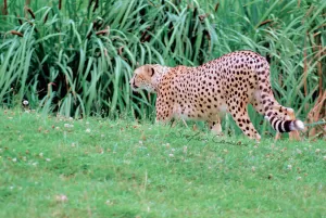 Una ghepardo che cammina tra l'erba verde e rigogliosa