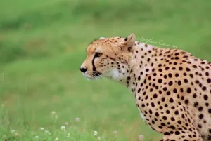 Ghepardo nel suo habitat naturale Ghepardo in movimento su un prato verde, evidenziando il suo manto maculato e l'espressione concentrata