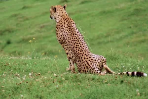 Una ghepardo seduta su un prato verde, con un manto maculato che si armonizza con l'ambiente