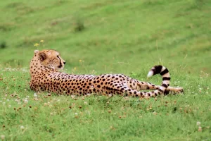 Ghepardo nel suo habitat naturale Ghepardo sdraiato su un prato verde con macchie scure e una coda a strisce