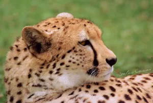 Ghepardo in primo piano con pelliccia maculata e sguardo intenso