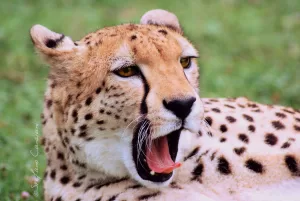 Ghepardo che sbadiglia su sfondo verde con macchie distintive sul suo pelo