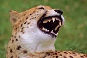 Una scattante immagine di un ghepardo con la bocca aperta, mostrando i denti affilati