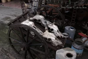 Un carro di legno carico di teschi animali e oggetti metallici racconta storie di fatica, morte e ruralità dimenticata.