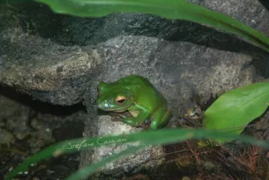 Rana Verde in Habitats Naturali Rana verde poggiata su una roccia in un ambiente naturale umido