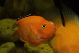 Pesce arancione in acquario Pesce arancione brillante nuota tra le rocce di un acquario, mostrando dettagli vivaci