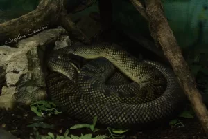 Serpente avvolta tra rocce e vegetazione in un ambiente naturale