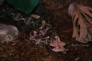 Pitone in Habitat Naturale Un pitone avvolto tra foglie e corteccia in un ambiente naturale