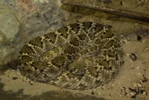 Serpente a sonagli in natura Un serpente a sonagli accoccolato su un letto di sabbia in un ambiente roccioso