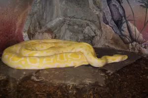 Pitone Albino nel Suo Habitat Pitone albino sdraiato su una roccia in un ambiente naturale