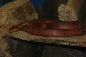 Serpente rossa su una roccia in un acquario con sfondo scuro
