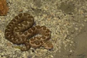 Un serpente a sonagli marrone avvolto su un fondo di ghiaia