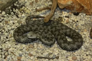 Serpente in un habitat naturale Serpente avvolta su ciottoli con sfumature grigie e nere, immersa in un ambiente naturale