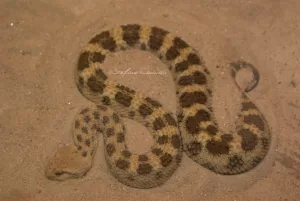 Serpente che riposa sulla sabbia, con un motivo a macchie marroni e giallo