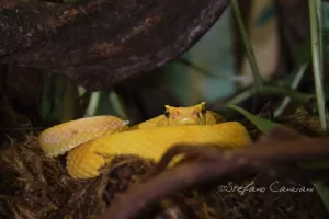 Serpente giallo in habitat naturale Un serpente giallo avvolto tra la vegetazione tropicale con dettagli sulla pelle