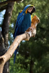 Pappagallo Ara Blu e Giallo Un pappagallo Ara blu e giallo su un ramo in un ambiente naturale