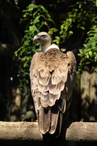 Avvoltoio in posa su un ramo con piumaggio marrone chiaro e scuro