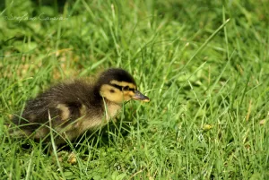 Anatra adulta in un prato verde che cerca cibo tra l'erba
