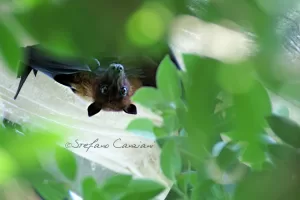 Un pipistrello appeso tra le foglie verdi, illuminato dalla luce naturale