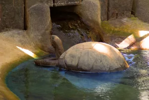 Tartaruga gigante in giardino zoologico Una tartaruga gigante che nuota in una vasca in un giardino zoologico