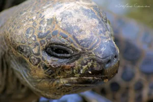 Ritratto ravvicinato di una tartaruga con dettagli della pelle e degli occhi